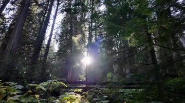 Temperate rainforest in Vancouver