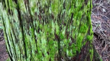 Temperate rainforest in Vancouver