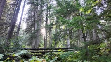Temperate rainforest in Vancouver