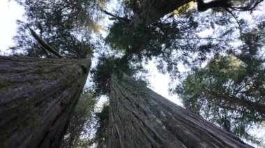 Temperate rainforest in Vancouver
