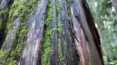 Temperate rainforest in Vancouver