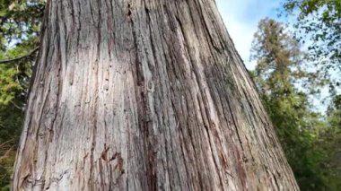 Temperate rainforest in Vancouver
