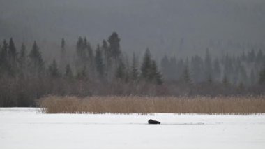 Kışın nehir samuru.