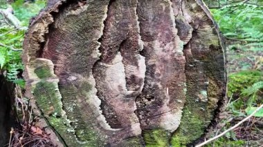 Temperate rainforest in Vancouver