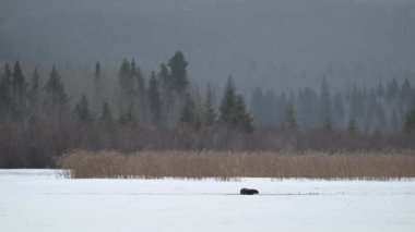 Kışın nehir samuru.