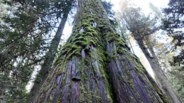 Temperate rainforest in Vancouver