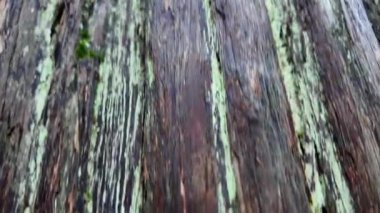 Vancouver British Columbia 'da ılıman yağmur ormanları