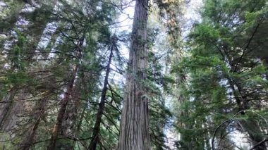 Vancouver British Columbia 'da ılıman yağmur ormanları