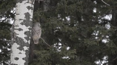 Kışın engelli baykuş