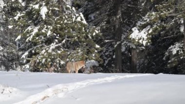 Çakal kışın dinleniyor.