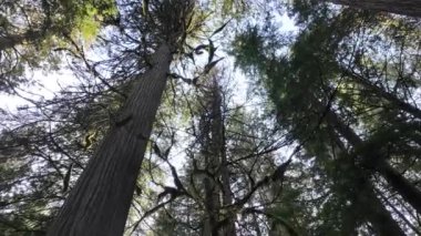 Vancouver 'da yağmur ormanları, İngiliz Kolombiyası
