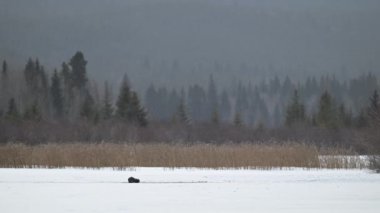 Kışın nehir samuru.