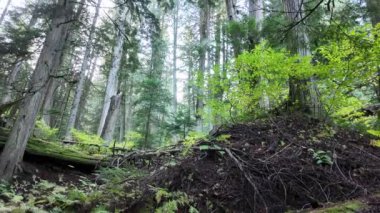 Vancouver 'da yağmur ormanları, İngiliz Kolombiyası