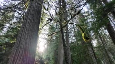 Vancouver 'da yağmur ormanları, İngiliz Kolombiyası