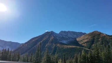 Kanada Kayalıklarında altın bir tarla kuşu