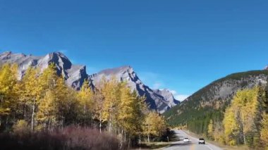 Kanada Kayalıklarında sonbaharda altın bir tarla kuşu