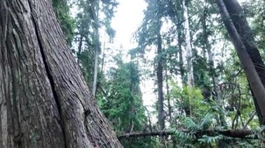 Vancouver 'da yağmur ormanları, İngiliz Kolombiyası