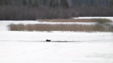 Kışın nehir samuru.