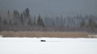 Kışın nehir samuru.