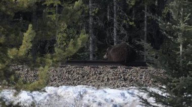 Bahar karında boz ayı