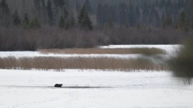 Kışın nehir samuru.