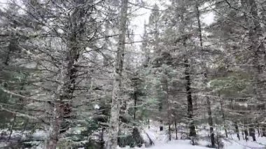 Kanada 'da kışın Algonquin