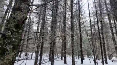 Kanada 'da kışın Algonquin