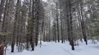 Kışın Algonquin İl Parkı