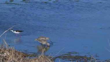 Baharın başında Godwit