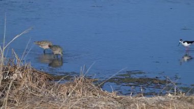 Baharın başında Godwit