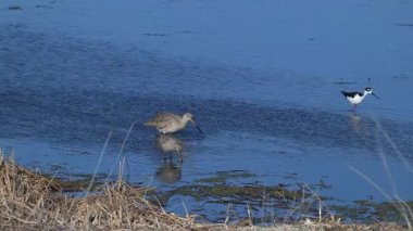 Alberta 'da ilkbaharın başlarında Godwit