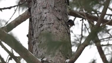 Algonquin İl Parkı 'nda ötücü kuş