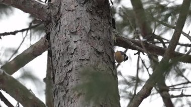 Algonquin İl Parkı 'nda ötücü kuş