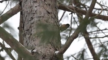 Algonquin İl Parkı 'nda ötücü kuş