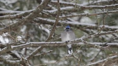 Ontario Boreal Ormanında Mavi Jay