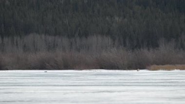 Rocky Dağlarında Çakal