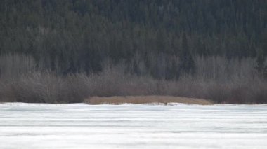 Rocky Dağlarında Çakal