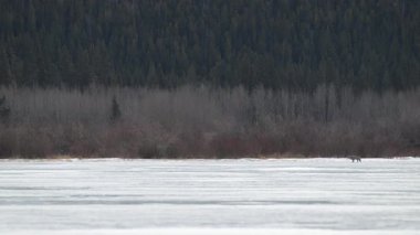 Rocky Dağlarında Çakal