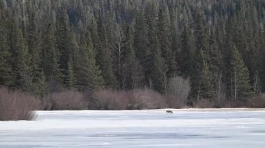 Rocky Dağlarında Çakal