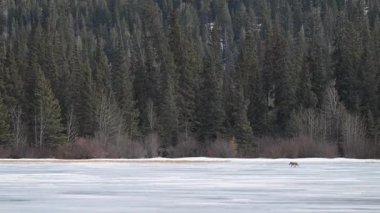 Rocky Dağlarında Çakal