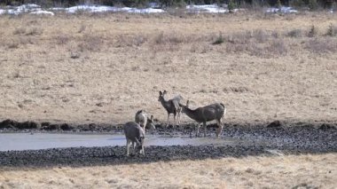 Geyik sürüsü ilkbaharın başında