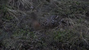 Kanada Alberta 'da baharda çalı otları
