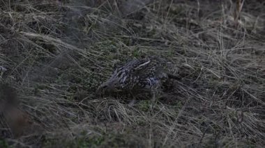Kanada Alberta 'da baharda çalı otları