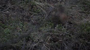 Kanada Alberta 'da baharda çalı otları