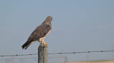 Hawk ilkbaharın başında