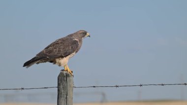 Hawk ilkbaharın başında