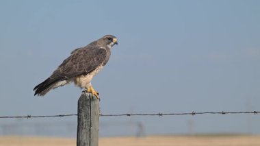 Hawk ilkbaharın başında