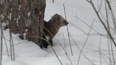 Kanada 'nın vahşi doğasında mermer