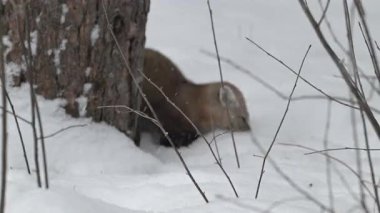 Kanada 'nın vahşi doğasında mermer