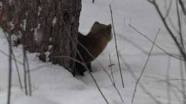 Kanada 'nın vahşi doğasında mermer